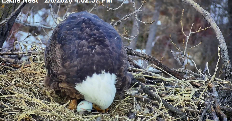 Minnesota DNR: Bald Eagle Laying First Egg Caught On EagleCam - CBS