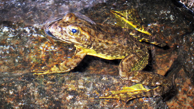 yellow-leggedfrog.jpg 