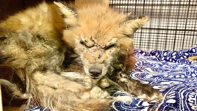 fox-resized.jpg 