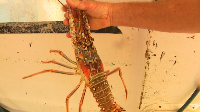 Florida-Spiny-Lobster.jpg 