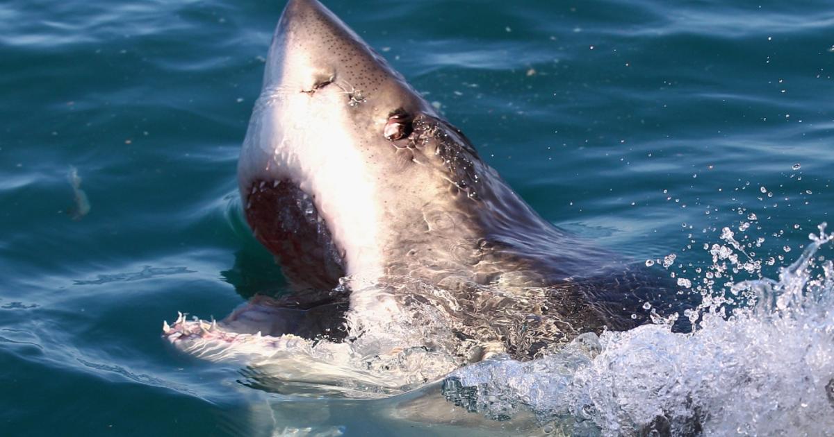 Mysterious Grouping of Great White Sharks Spotted Off Carolina Coasts