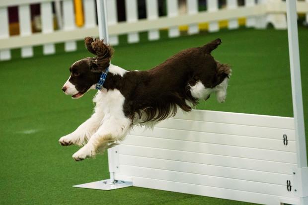 A dog competes during Master Obedience at the 144th Annual Westminster Kennel Club Dog Show in New York 