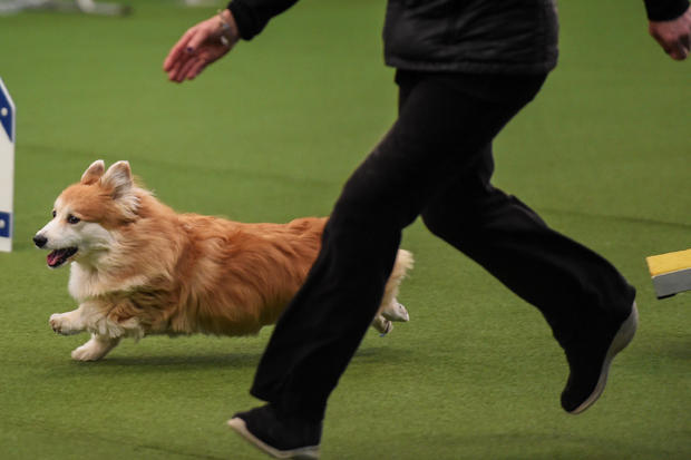 A dog competes in the Masters Agility Championship during the Westminster Kennel Club Dog Show in New York 