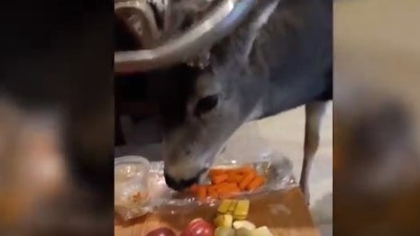 DEER-EATING.jpg 