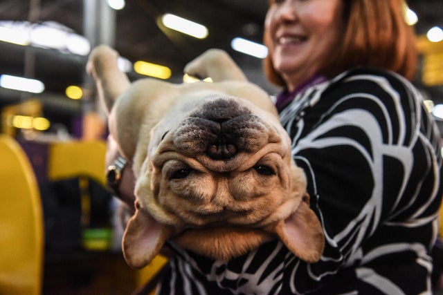 Westminster Kennel Club Hosts Annual Dog Show In New York 