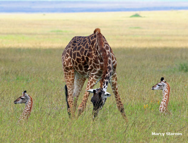 giraffe-with-twins-marcy-starnes-620.jpg 