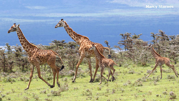 maasai-giraffe-family-marcy-starnes-620.jpg 
