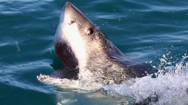 Shark Week blimp to stalk the skies of the Jersey Shore this week