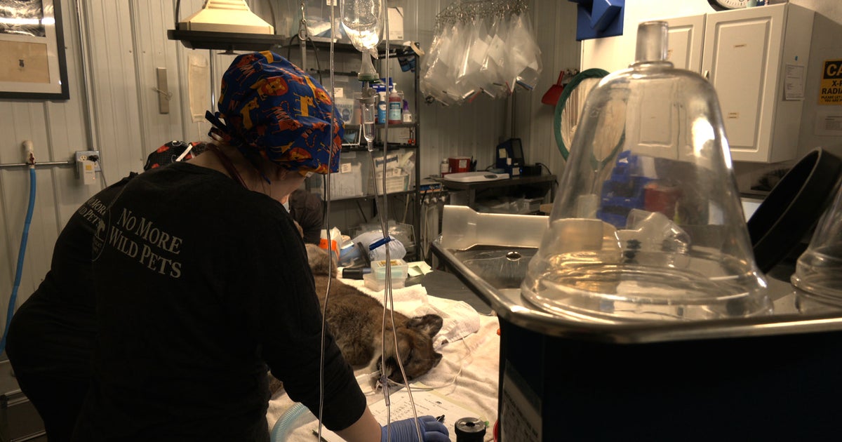 3 Cougar Cub Siblings Heading To Sandstone Wildcat Sanctuary CBS