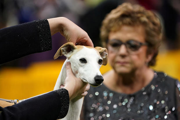 A whippet named Bourbon is judged at the 2020 Westminster Kennel Club Dog Show at Madison Square Garden in New York City, 