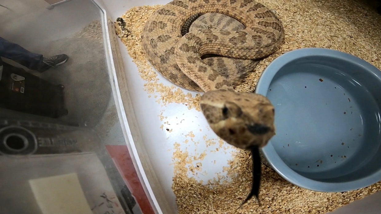 snake venom 