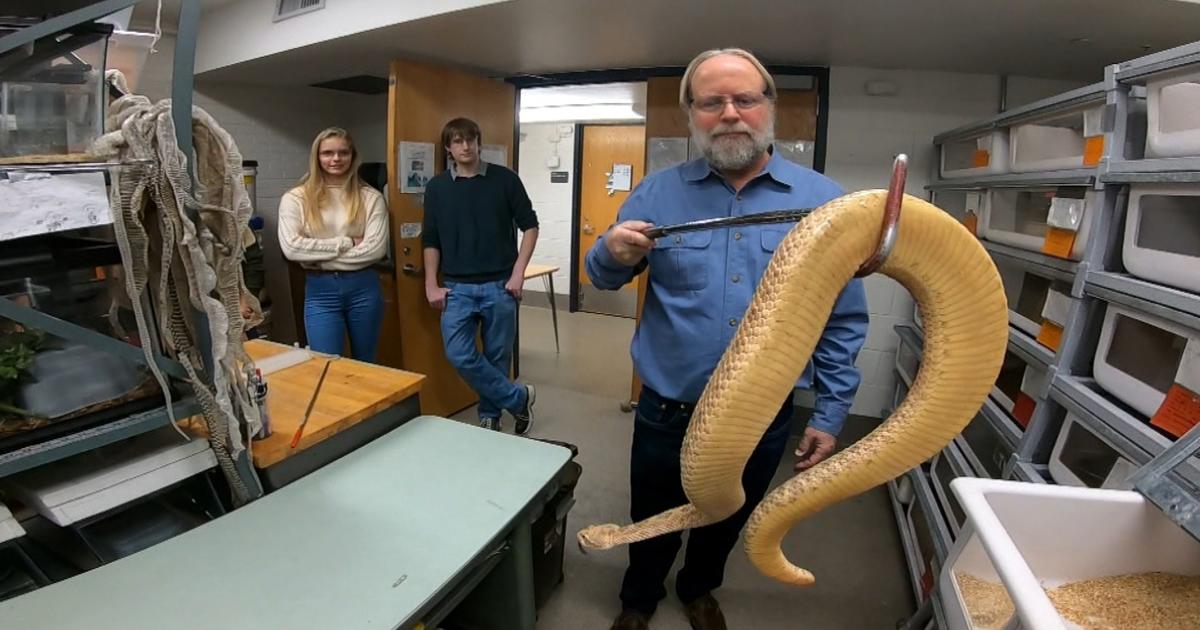 Could Snake Venom Cure Cancer? Colorado Scientists Say Research Suggests So
