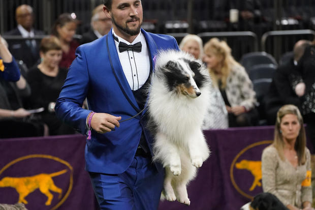 A Shetland Sheepdog named Conrad is carried into the ring at the 2020 Westminster Kennel Club Dog Show at Madison Square Garden in New York City 