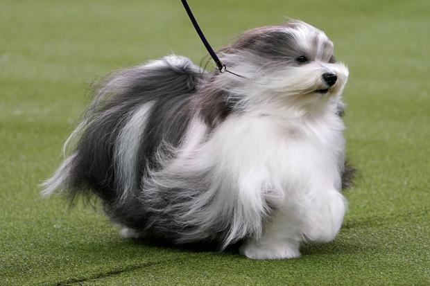 The winner of the Toy Group a Havanese named Bono is judged at the 2020 Westminster Kennel Club Dog Show at Madison Square Garden in New York City 