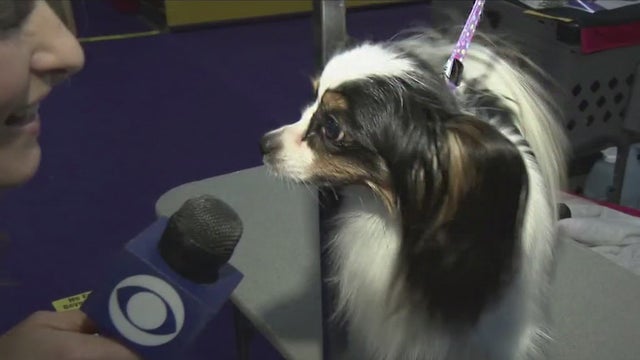 westminsterdogshow.jpg 