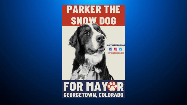 Parker the snow dog mayor 