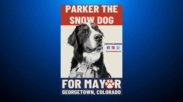 Mayor Parker The Snow Dog (@officialsnowdog) • Instagram photos and videos