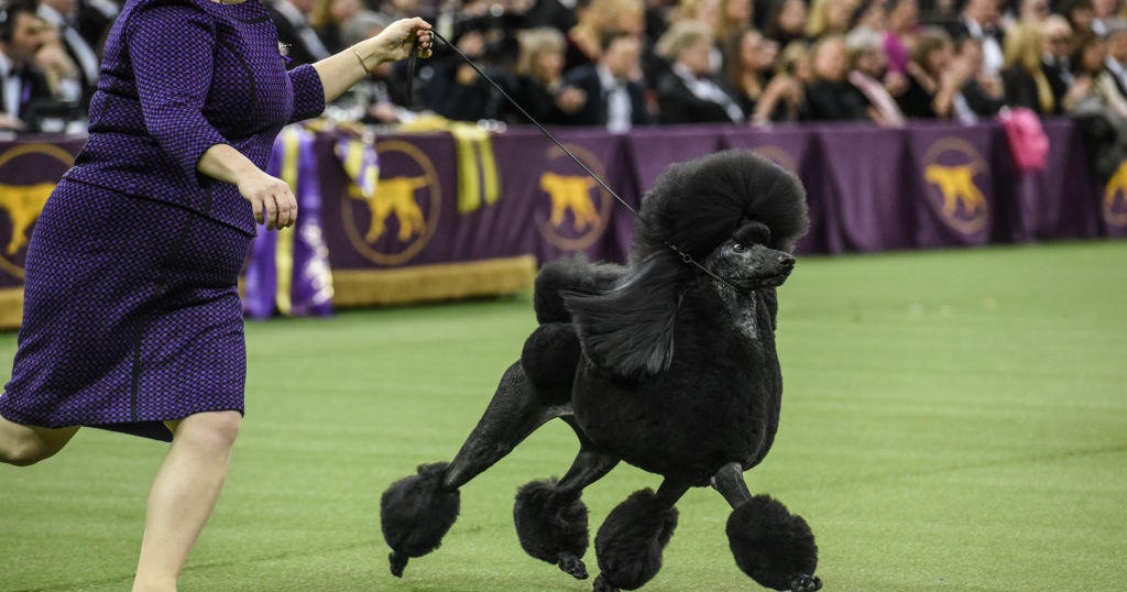 Westminster Dog Show 2020 Siba the standard poodle is "Best in Show" at Westminster Kennel Club