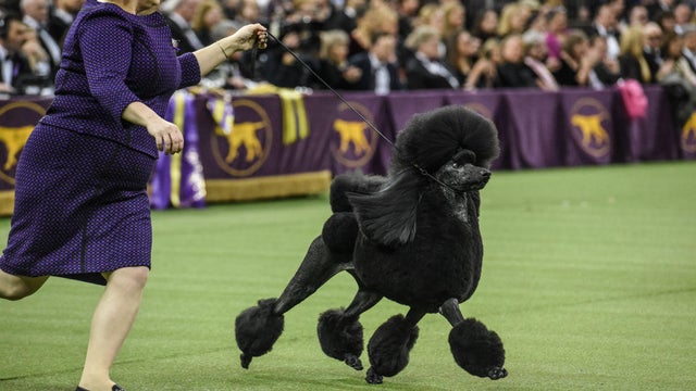 Westminster Kennel Club Hosts Annual Dog Show In New York 