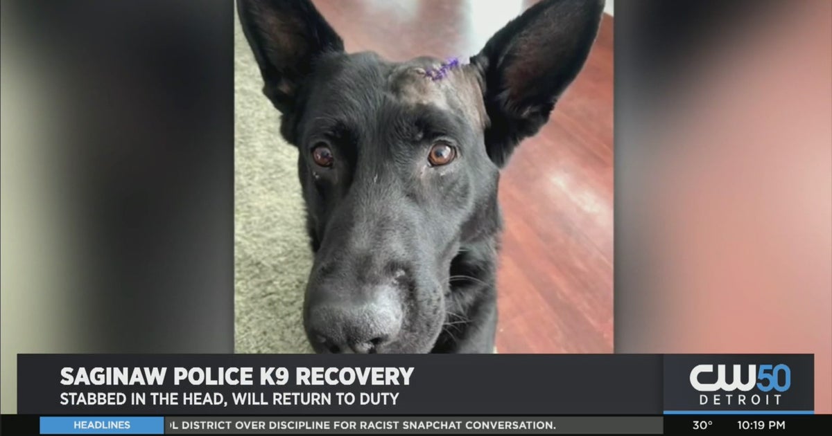 Saginaw K9 Recovering, Expected To Return To Work After Stabbed In The ...