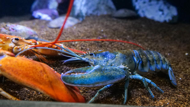 blue lobster neaq 