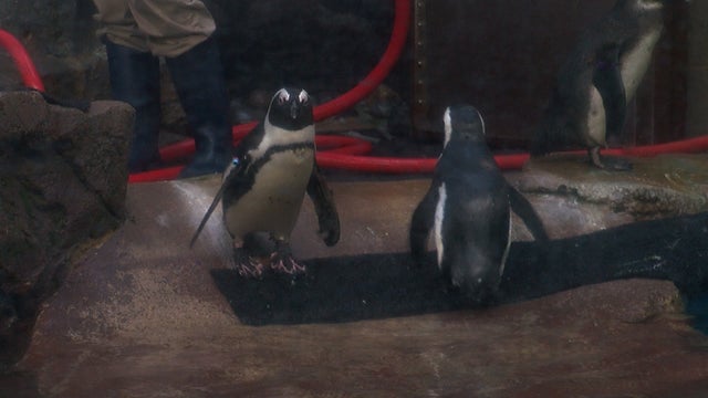 Penguins-Como-Zoo.jpg 