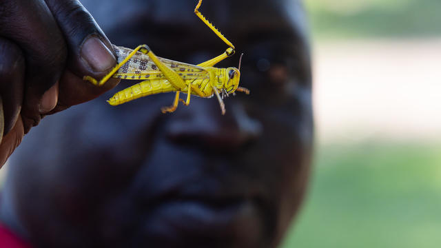 Plagues Of Locusts Arrive In Uganda 