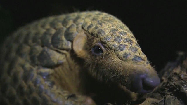 0215-satmo-worldpangolinday-hanson-2027845-640x360.jpg 