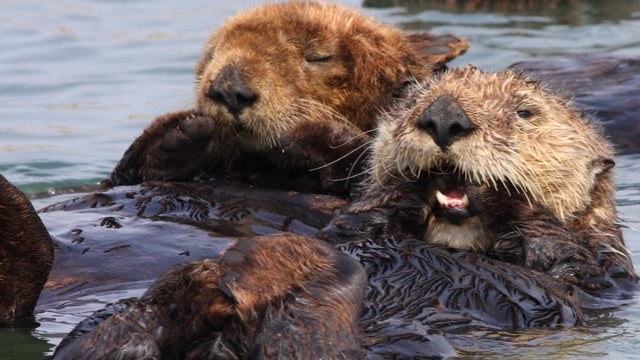 sea-otters-taking-a-rest-marcy-starnes-promo.jpg 