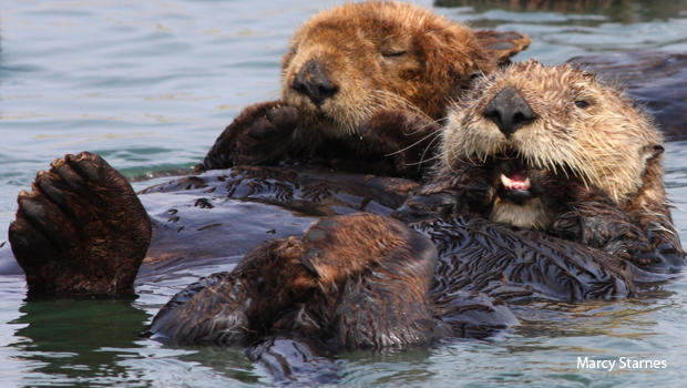 sea-otters-taking-a-rest-marcy-starnes-620.jpg 