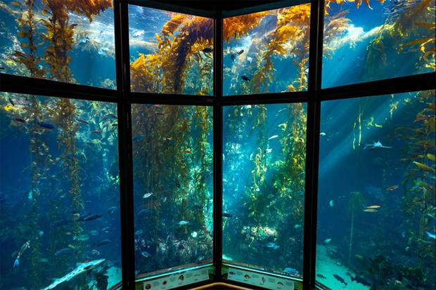 the-kelp-forest-exhibit-at-monterey-bay-aquarium-620.jpg 
