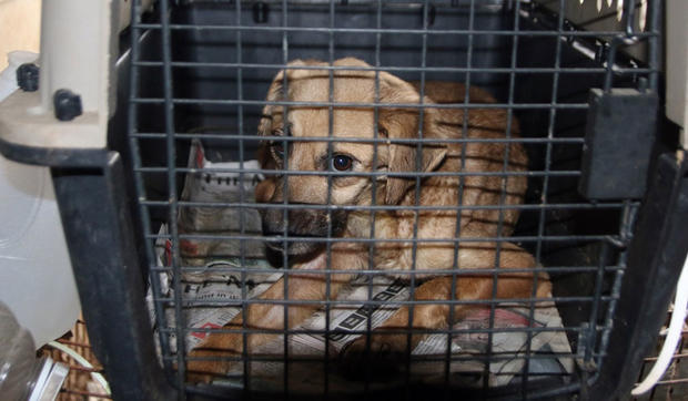 146 Neglected Animals Seized At Hunt County Residence 
