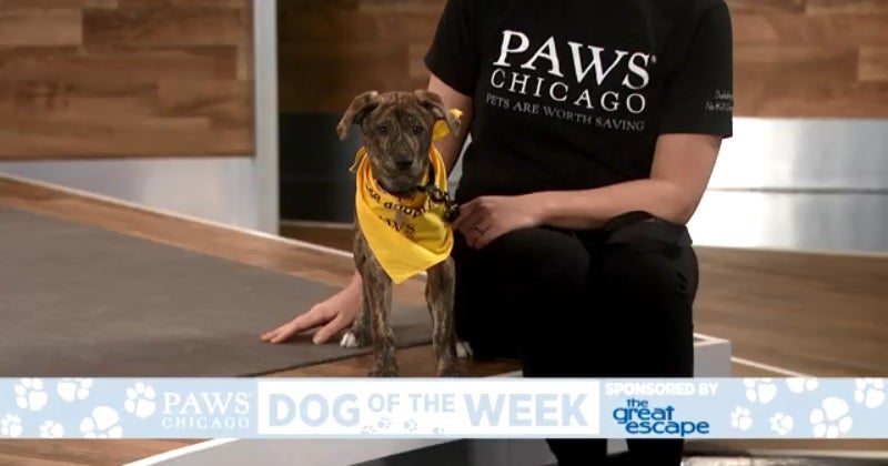 PAWS Dog Of The Week: Reba - CBS Chicago