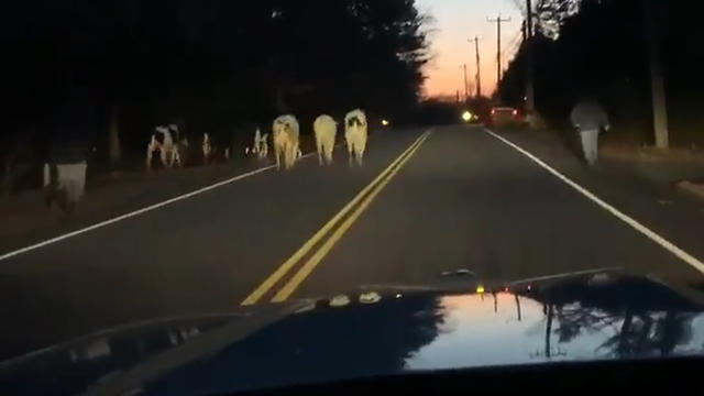 police-chase-cows.jpg 