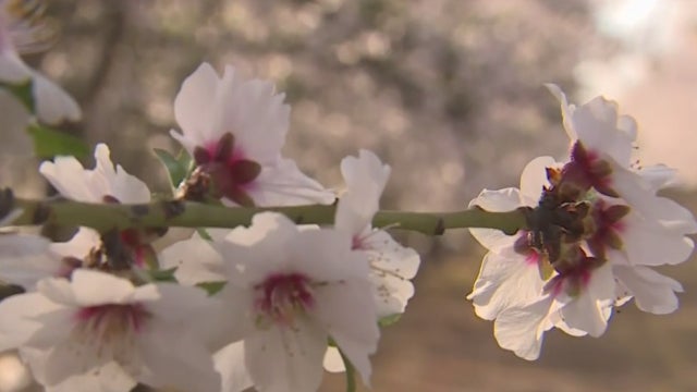 ALMOND-BLOSSOMS.jpg 