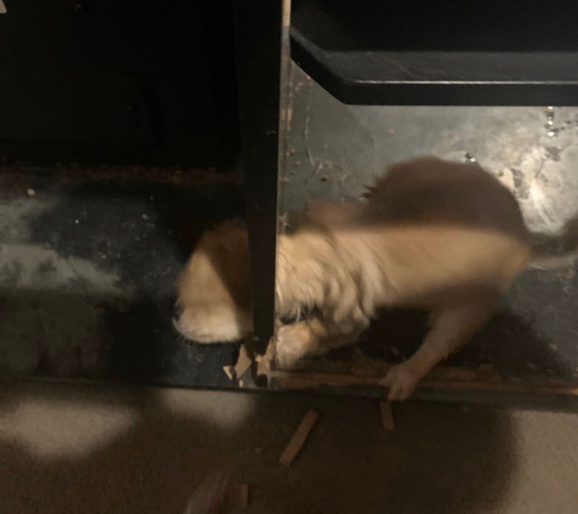 adams co puppy rescue credit adams county fire2 