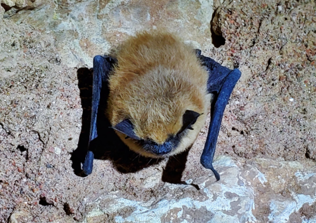 Winter Bat Survey 5 (CPW SE Region tweet) 