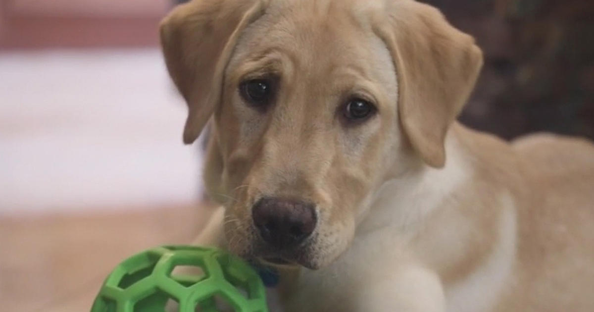 Who let the dogs, cats and one horse - Los Angeles Dodgers