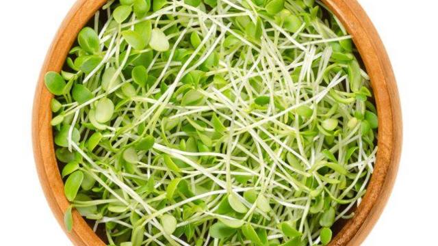 clover-sprouts-medium.jpg 