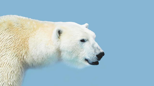 Portrait of large white bear. Male polar bear or ursus maritimus 