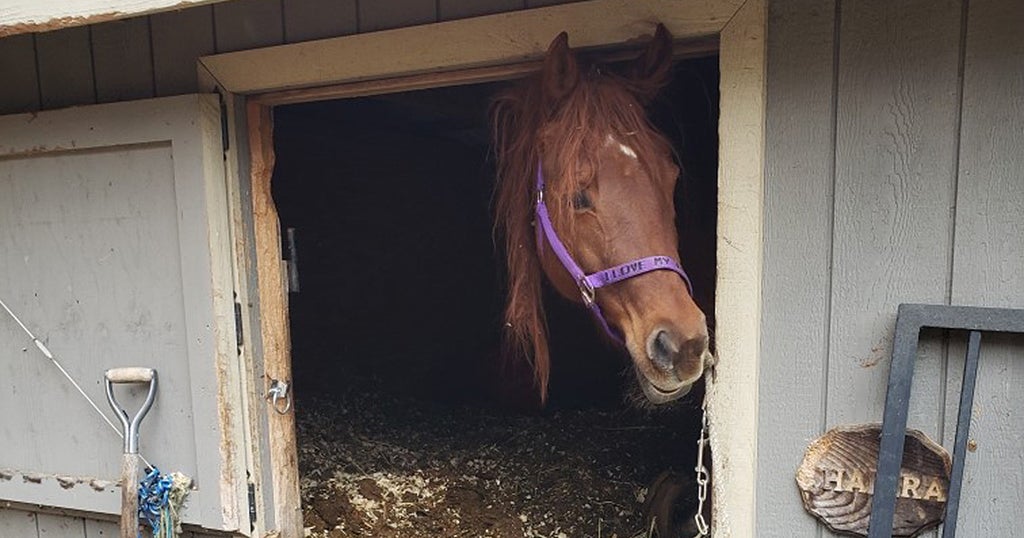 MSPCA Rescues Ludlow Horses From 'Worst Conditions They've Ever Seen