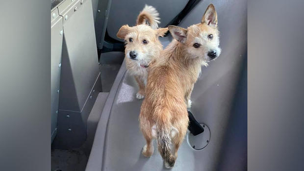 Dogs rescued by Arlington Police 