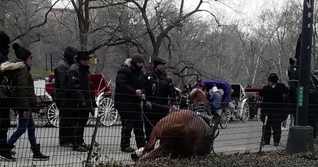 Carriage horse dies after collapsing in Central Park - CBS News