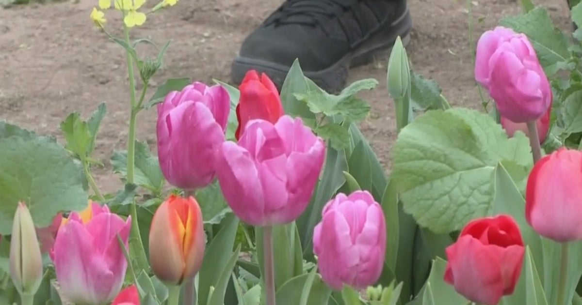 It's Tulip Season At Modesto's Dutch Hollow Farms CBS Sacramento