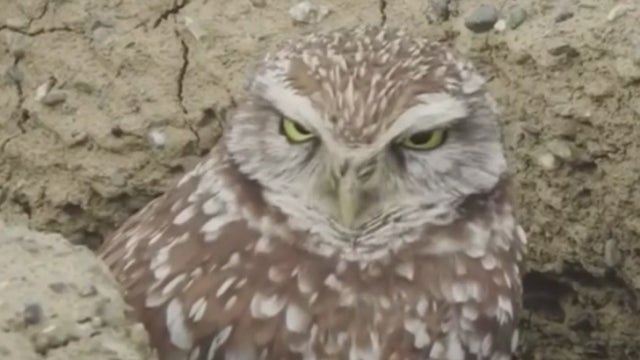 BURROWING-OWL.jpg 