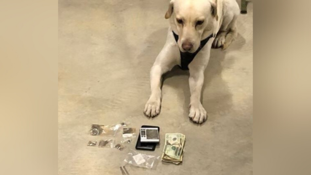 K9-HEROIN-BUST.png 