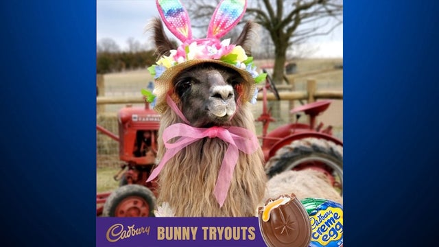 conswala-cadbury-egg-bunny-tryouts.jpg 