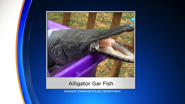 FS-Mug-Alligator-Gar-Fish-3-4-2020-7-39-03-PM.png 