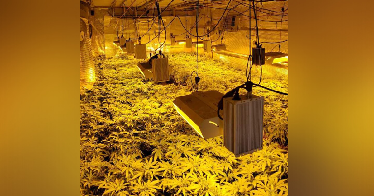 Illegal Indoor Marijuana Grow Busted In Yuba County CBS Sacramento