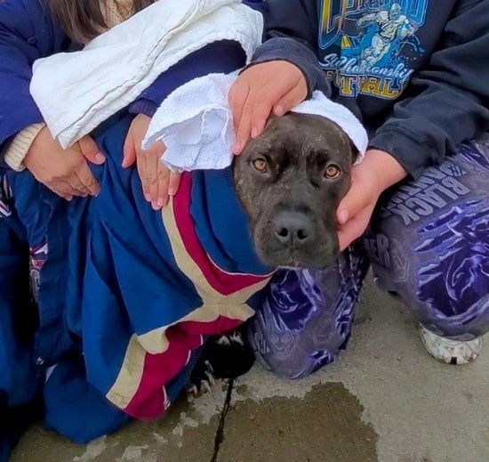 Poudre fire dog rescue 